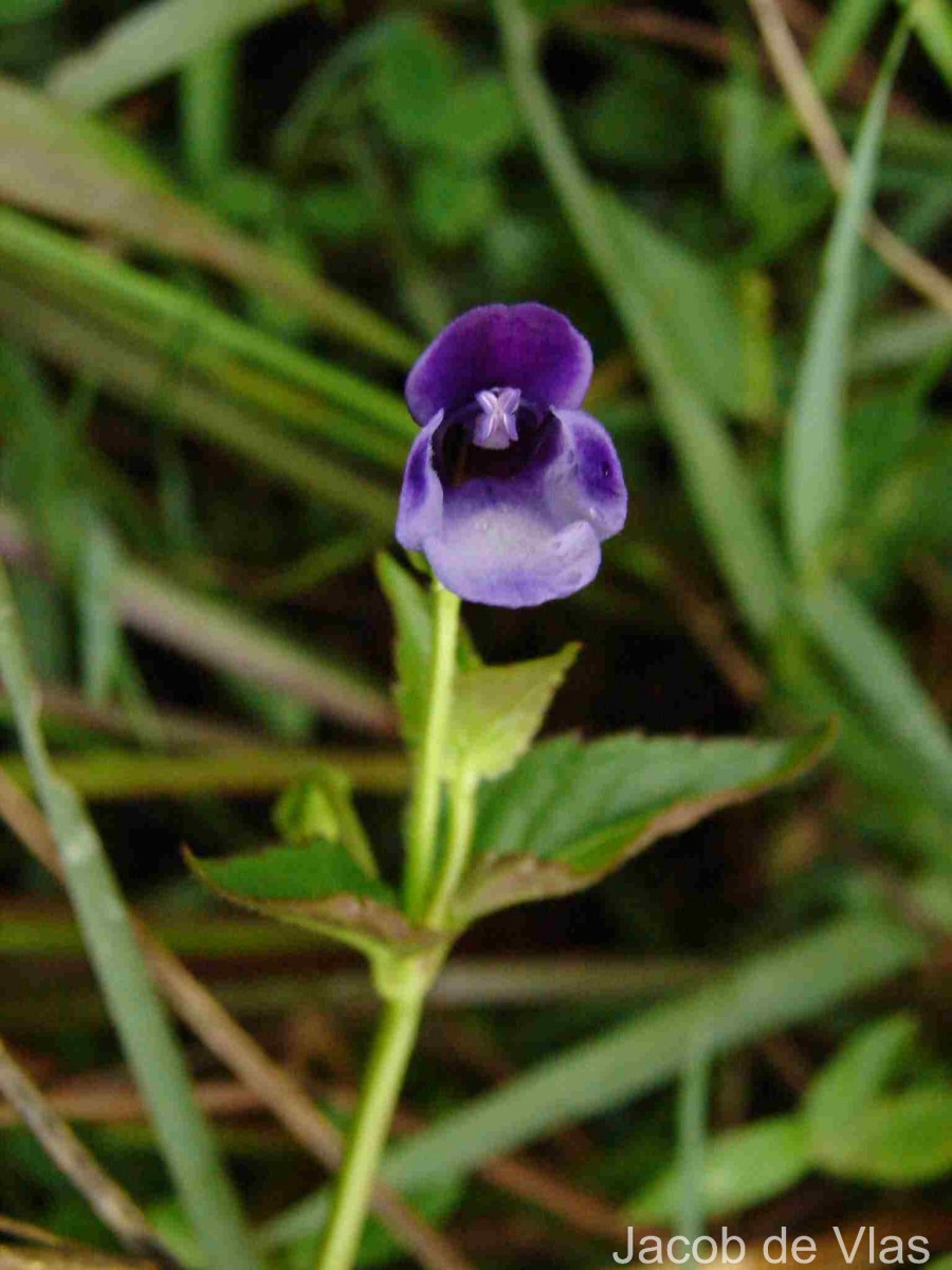 Torenia cyanea Alston